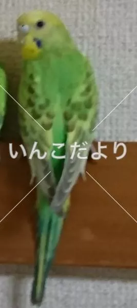 コメントの画像