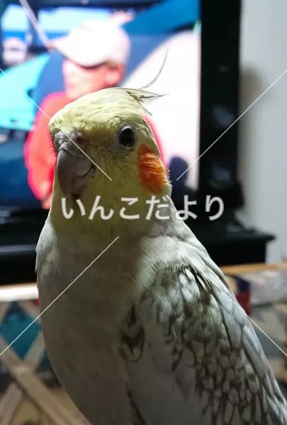 コメントの画像