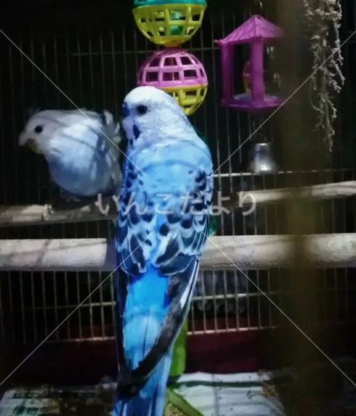 コメントの画像