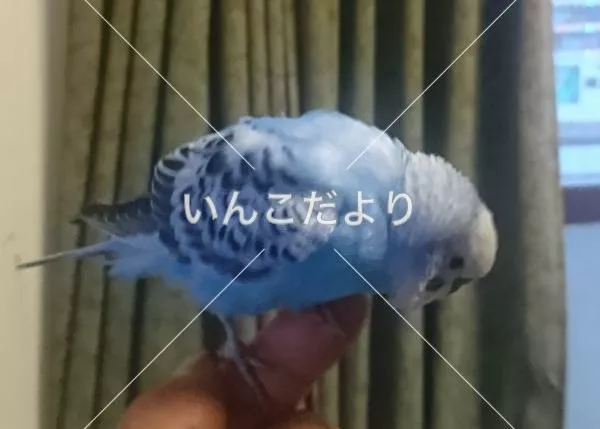 コメントの画像