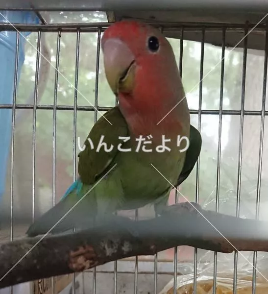 コメントの画像