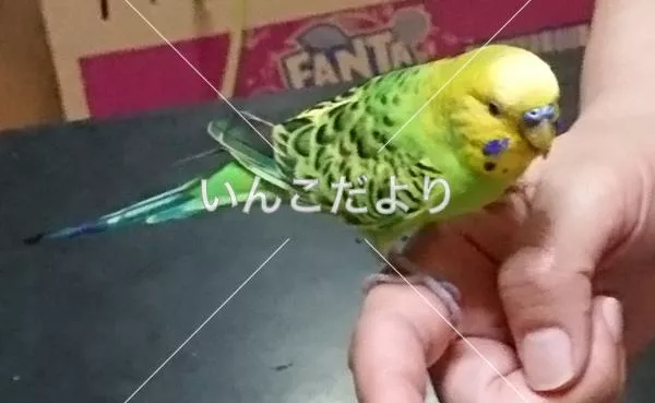 コメントの画像