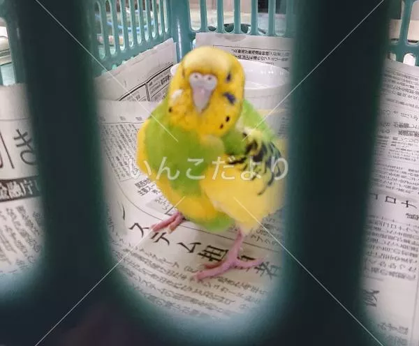 コメントの画像