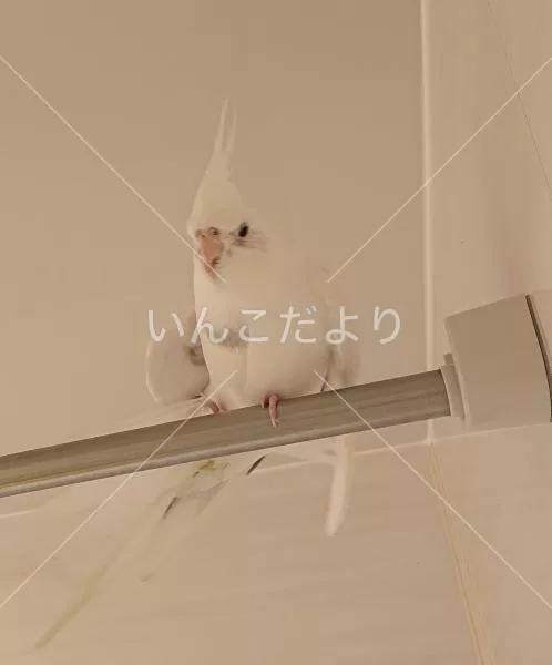 コメントの画像