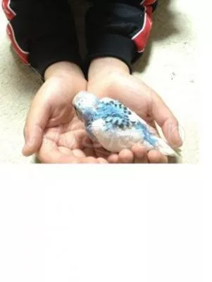 コメントの画像