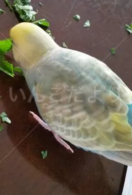 コメントの画像