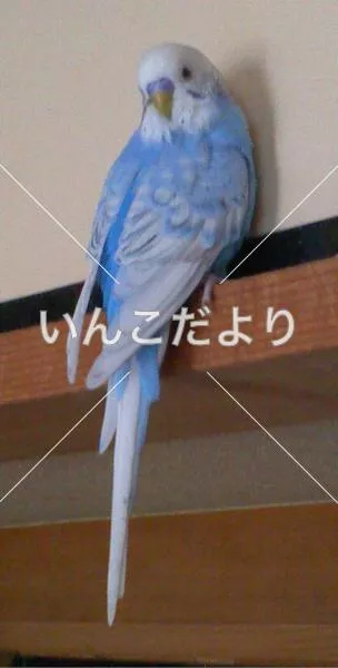 コメントの画像