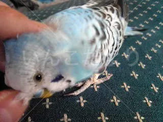 コメントの画像