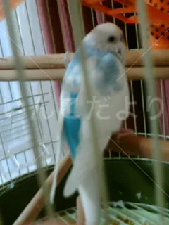 コメントの画像