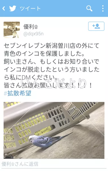 コメントの画像