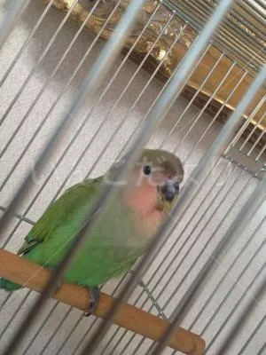 コメントの画像