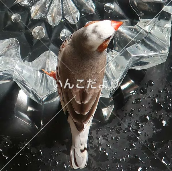 コメントの画像