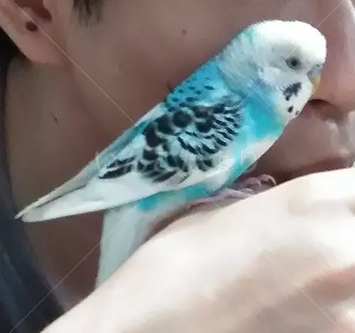 コメントの画像