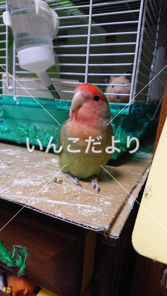 コメントの画像
