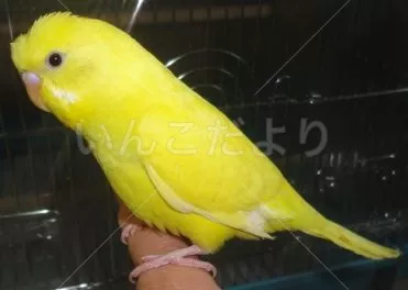 コメントの画像