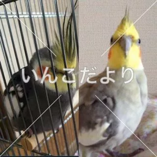 コメントの画像