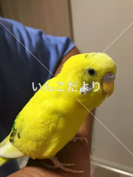 コメントの画像