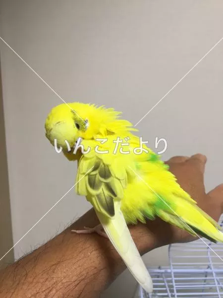 コメントの画像