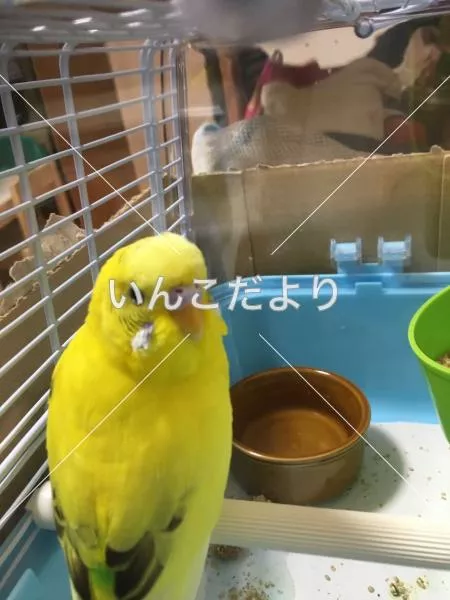 コメントの画像