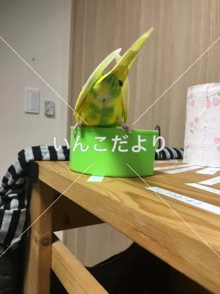 コメントの画像