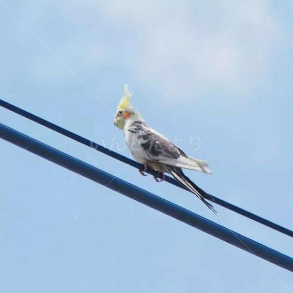 コメントの画像