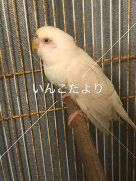 コメントの画像