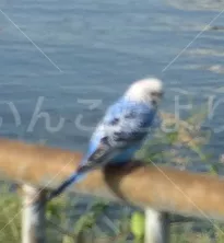 コメントの画像