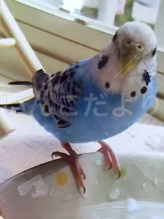 コメントの画像