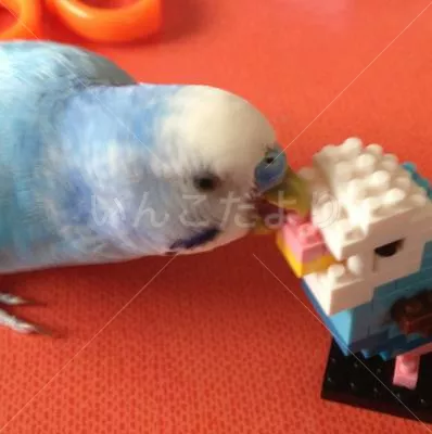 コメントの画像