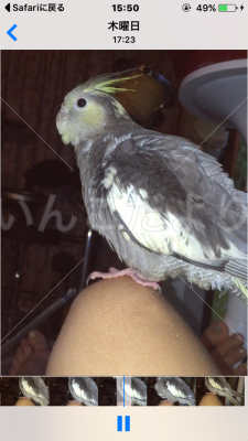 コメントの画像