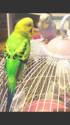 コメントの画像