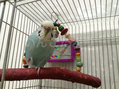 コメントの画像