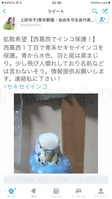 コメントの画像