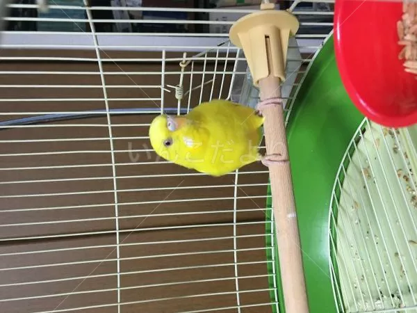 コメントの画像