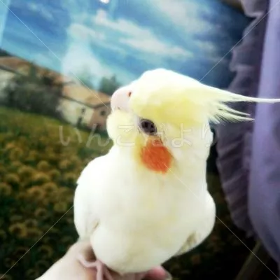 コメントの画像