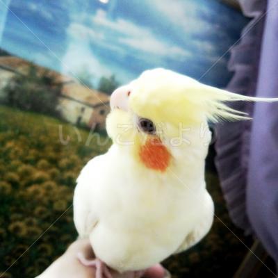 コメントの画像