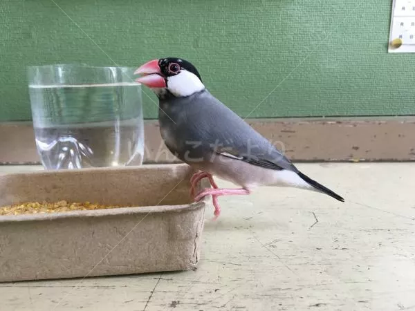 コメントの画像