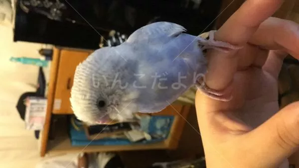 コメントの画像