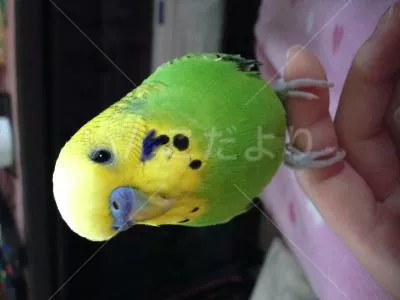 コメントの画像