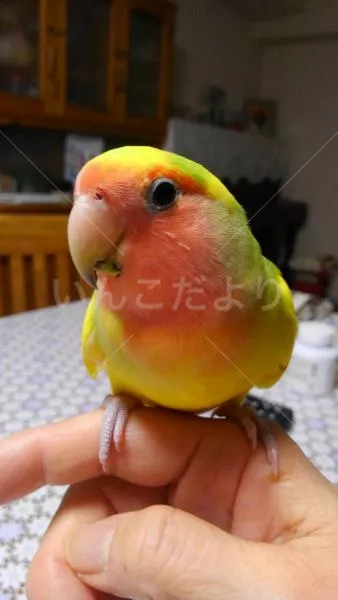 コメントの画像