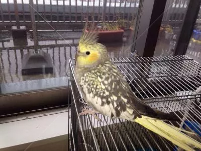 コメントの画像