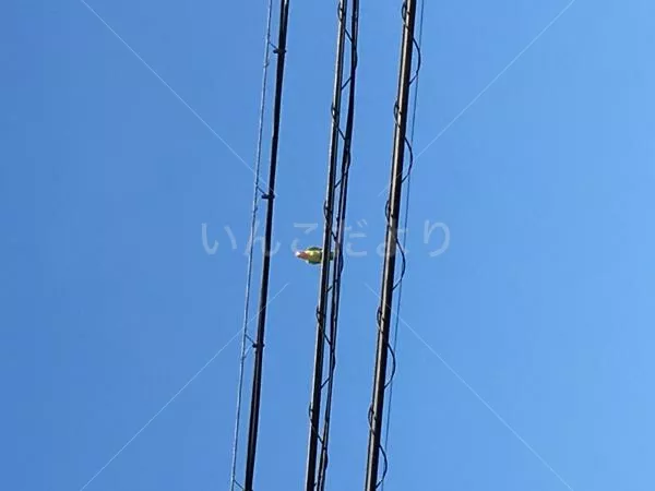 コメントの画像