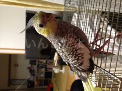 コメントの画像