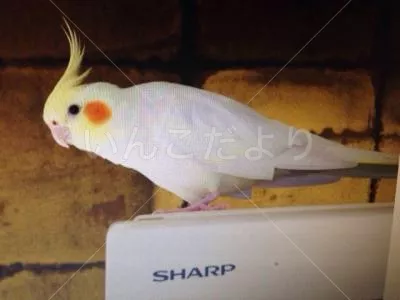 コメントの画像