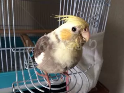 コメントの画像