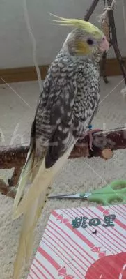 コメントの画像