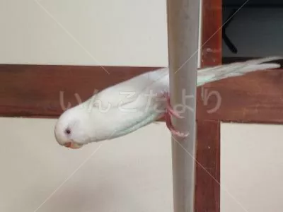 コメントの画像