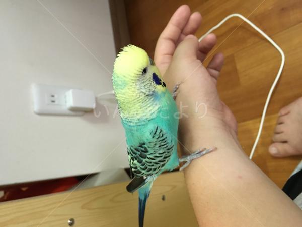 コメントの画像