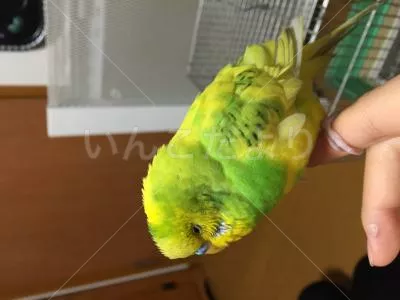 コメントの画像