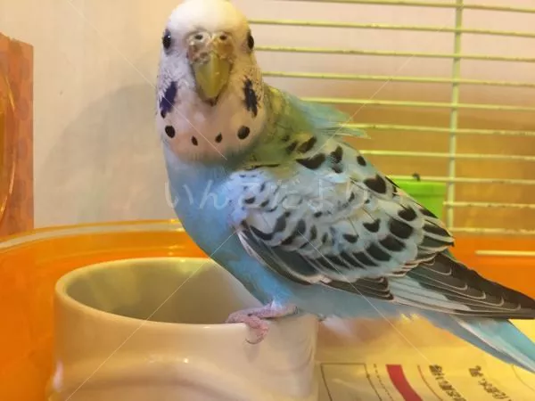 コメントの画像